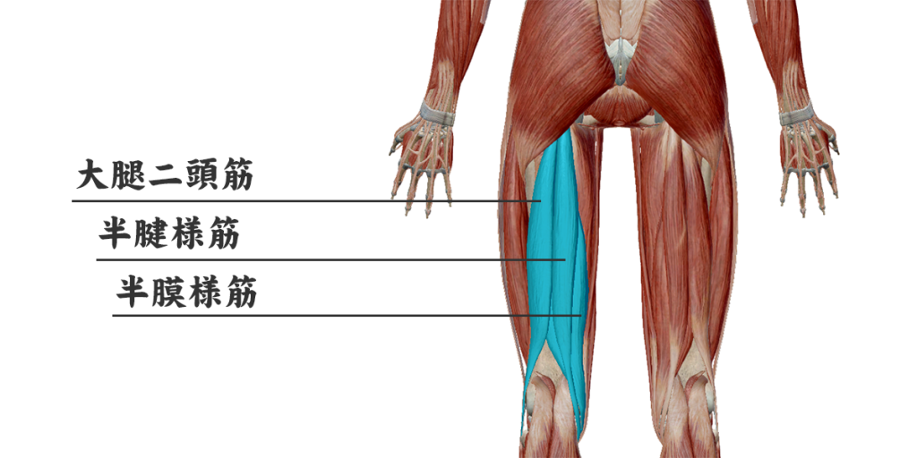 ハムストリングス